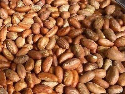Bitter-Kola-Garcinia-Kola-Top-Exporter-Supplier-Neogric-Redefining-Africas-Agric-Supply-Chain-1.jpeg Bitter-Kola-Garcinia-Kola-Top-Exporter-Supplier-Neogric-Redefining-Africas-Agric-Supply-Chain-1.jpeg