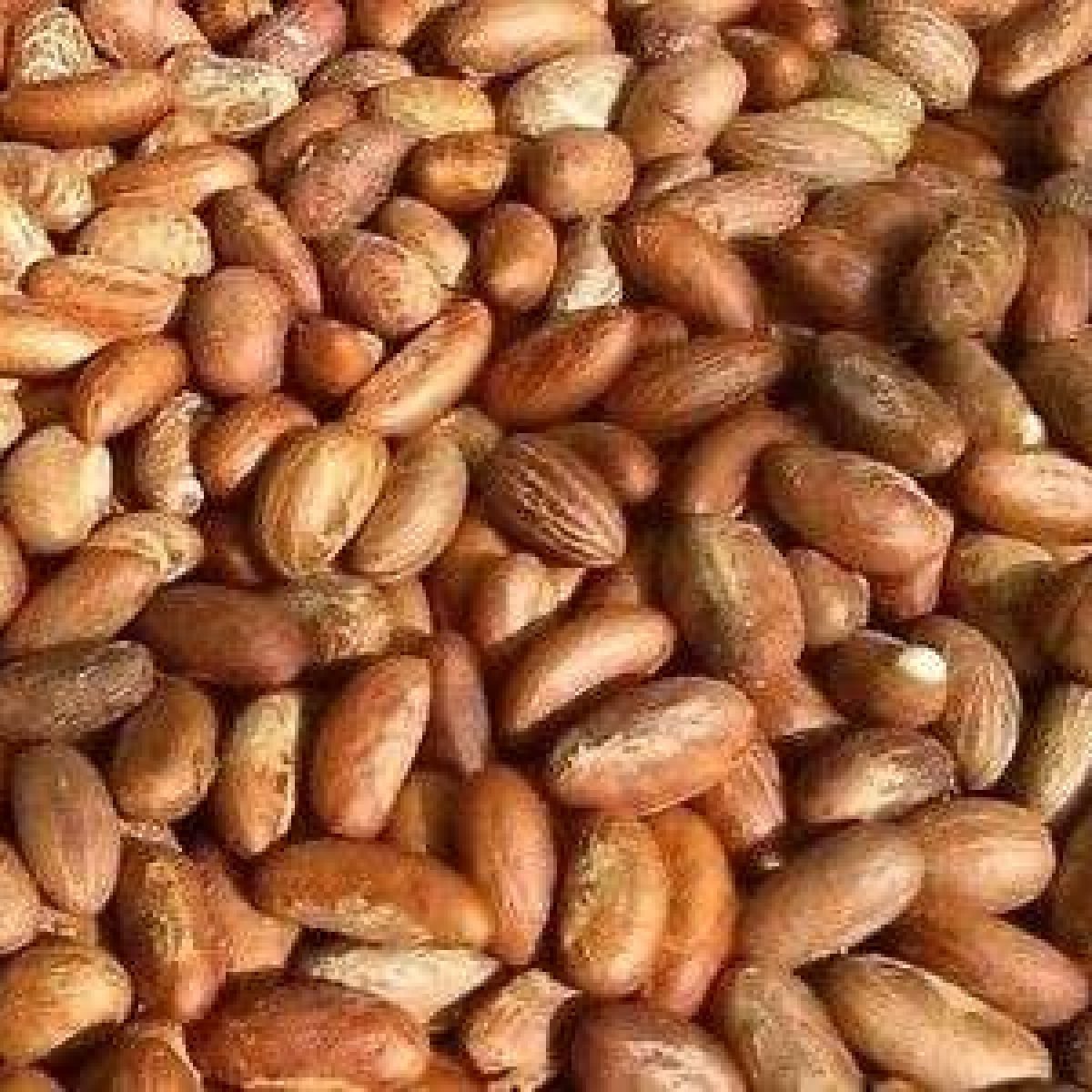 Bitter-Kola-Garcinia-Kola-Top-Exporter-Supplier-Neogric-Redefining-Africas-Agric-Supply-Chain-1.jpeg Bitter-Kola-Garcinia-Kola-Top-Exporter-Supplier-Neogric-Redefining-Africas-Agric-Supply-Chain-1.jpeg